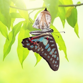 Butterfly change shrysalis